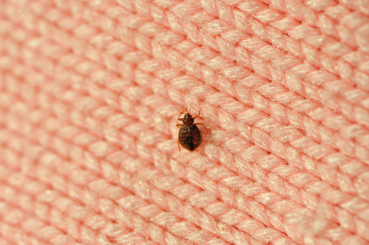 Bedbug on a blanket