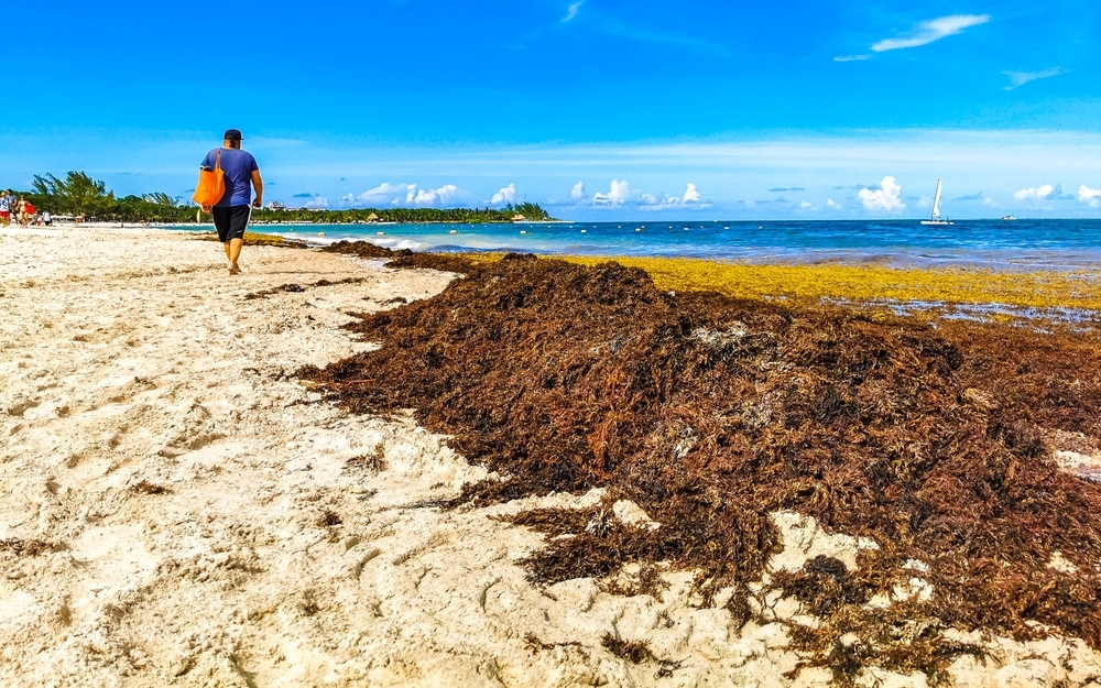 A person walking by a pile of brown seaweed on the beach