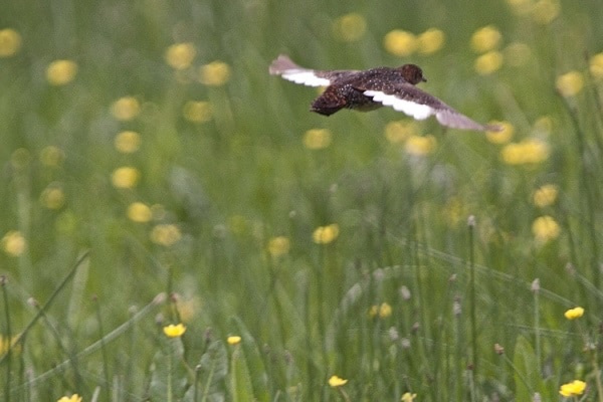 White Winged Flufftail 