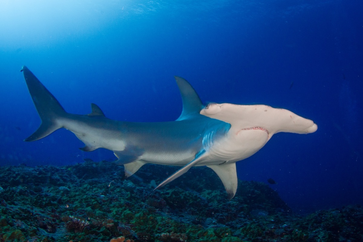 Hammerhead Shark