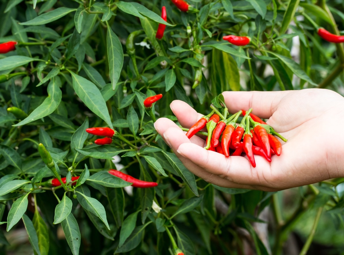 Person Picking Hot Peppers from Plant