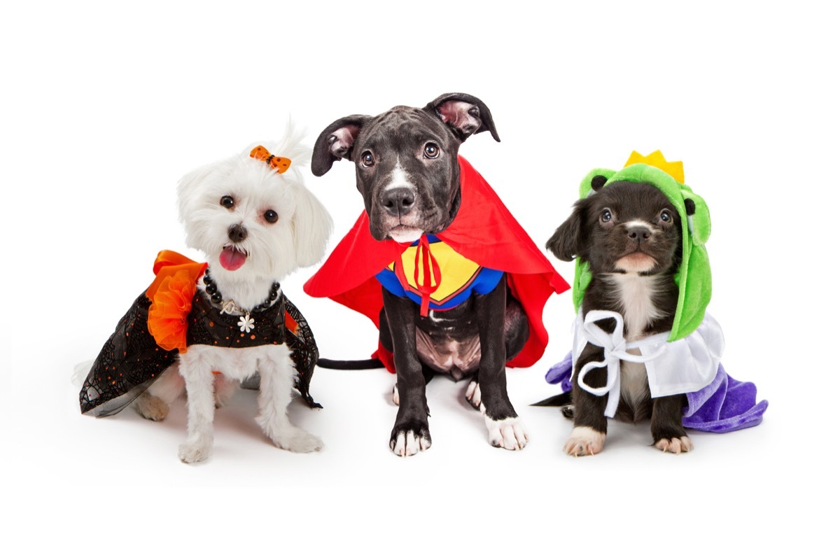 dogs in halloween costumes