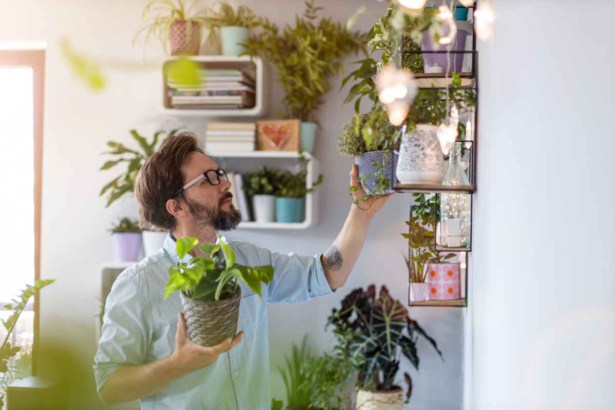 man setting up houseplants