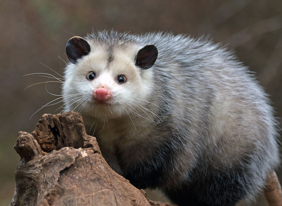 possum looking at camera