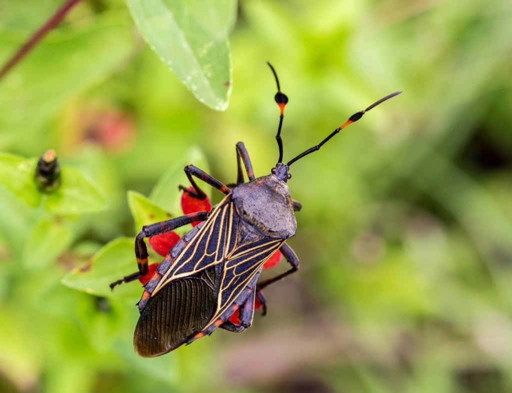 Deadly kissing bugs