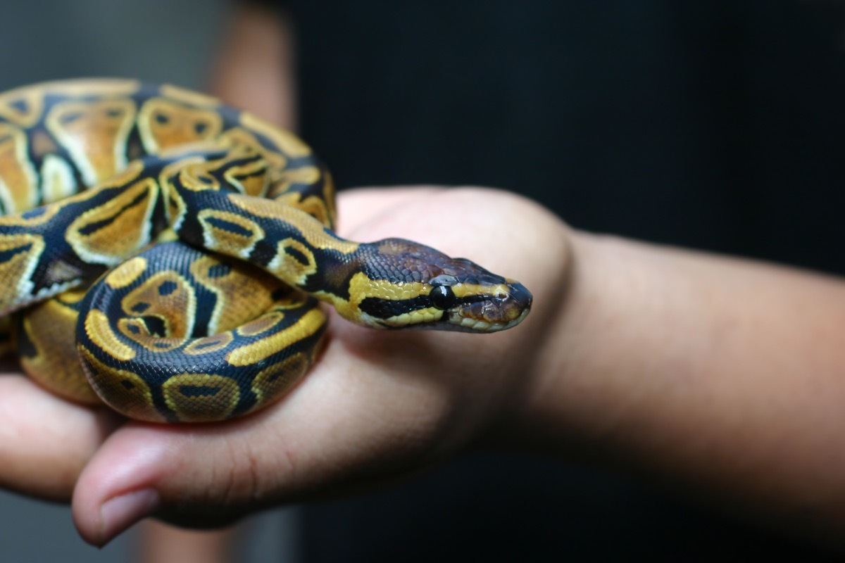 Beginner and popular snake for kids, Ball python (python regius) crawling on hand with selective focus and copy space, Background for exotic pets or animals and wildlife concept