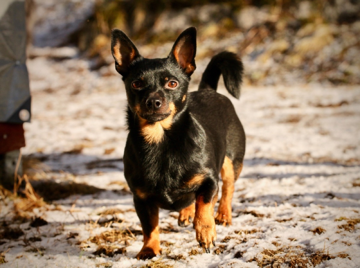 lancashire heeler walking