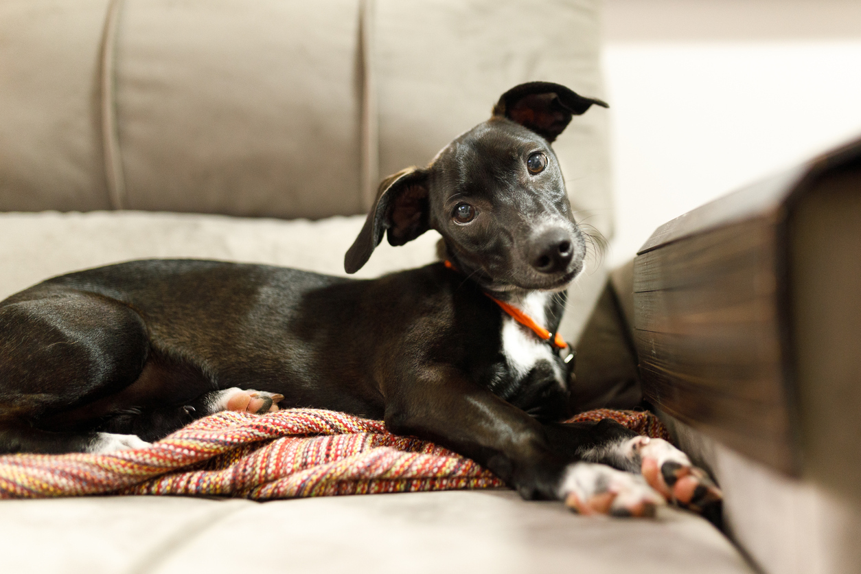 little black dog laying on couch