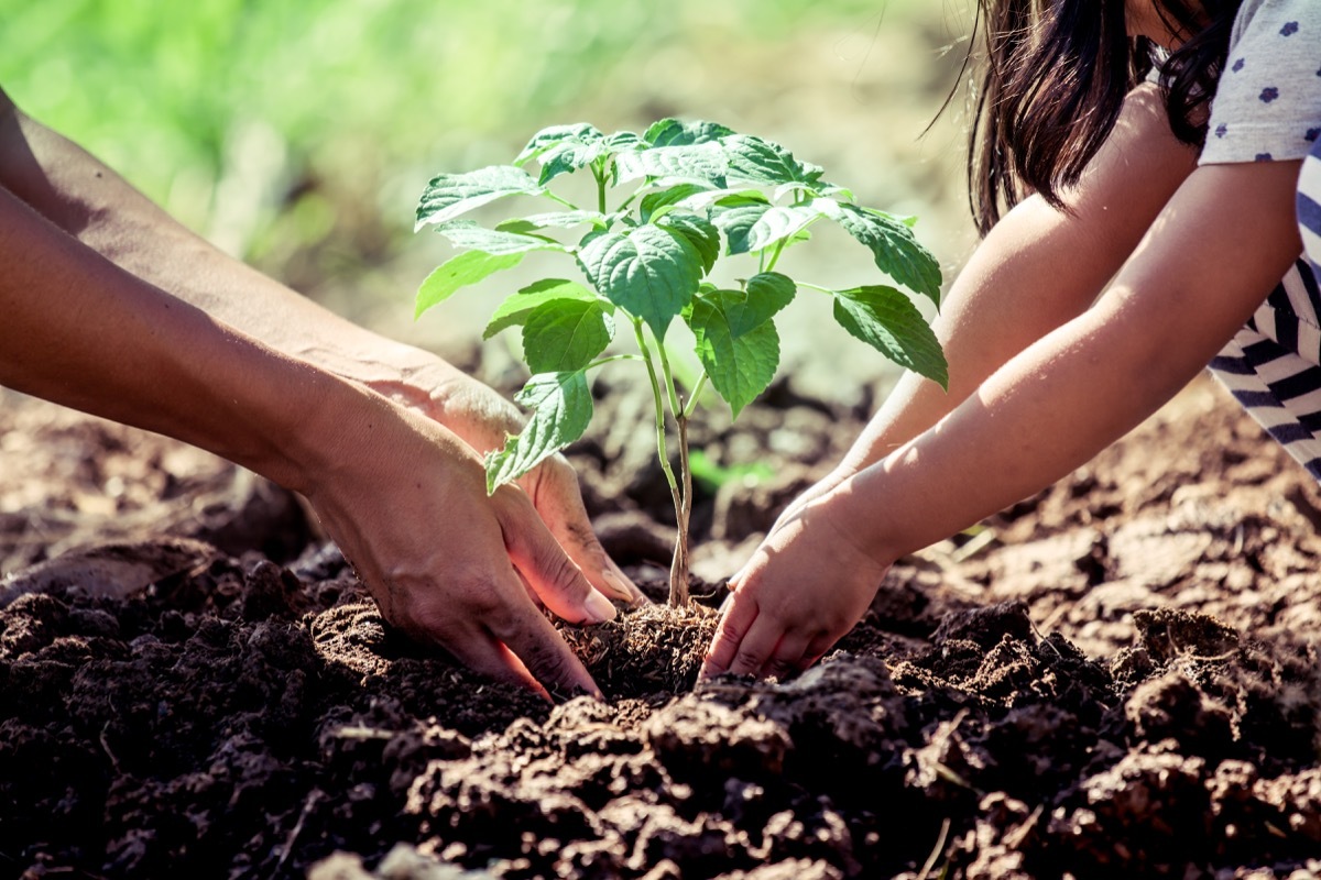 father and young daughter planting plants in a garden