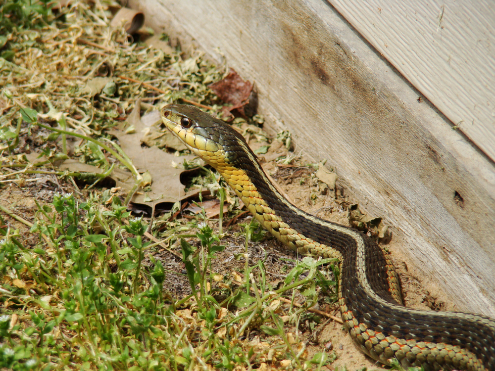 A snake sitting in the grass in a yard or lawn