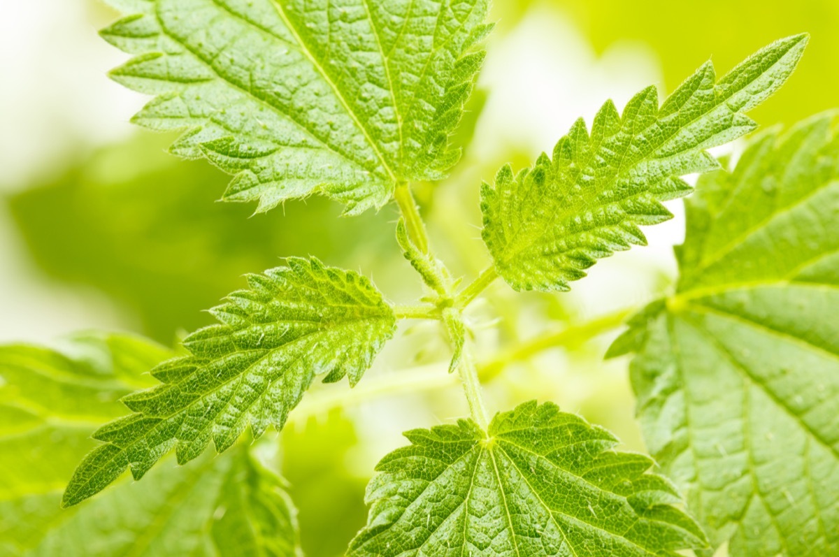 Stinging Nettle Plant {How Do Plants Protect Themselves}