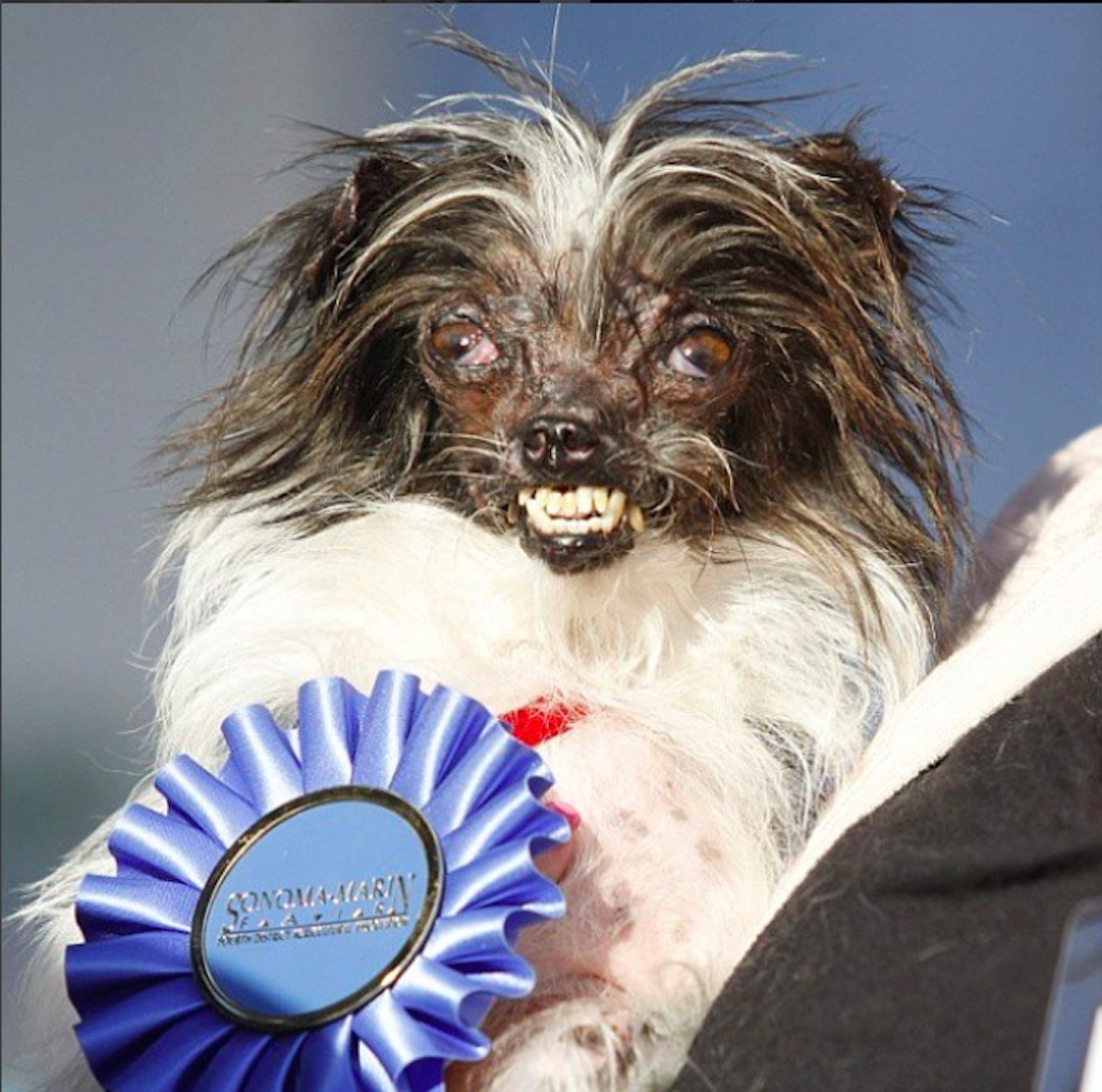 world's ugliest dog