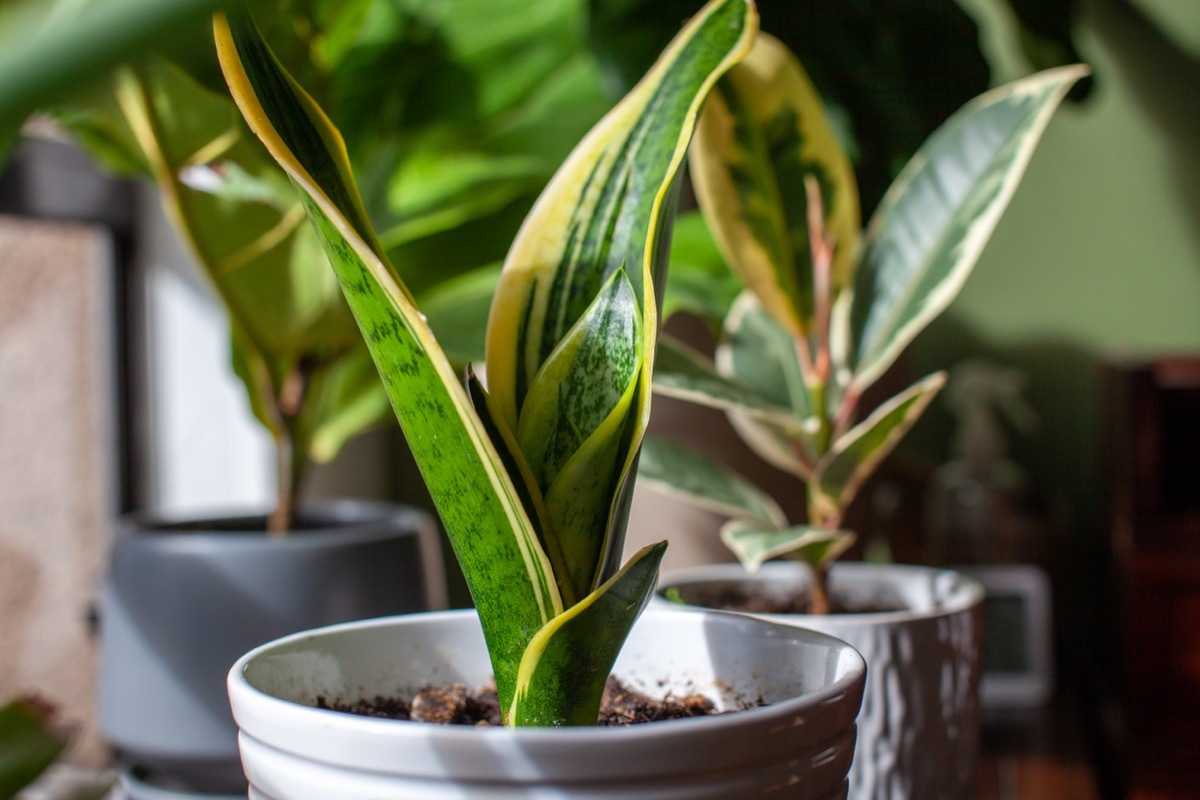 Small Snake Plant