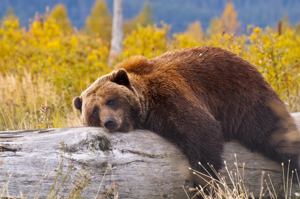 Brown bear sleeping on tree