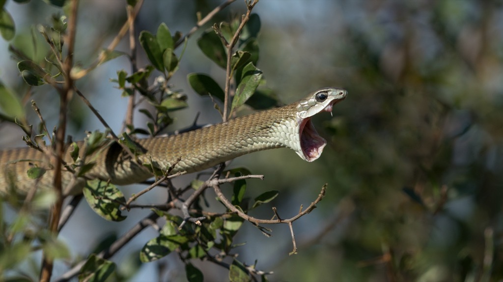 boomslang