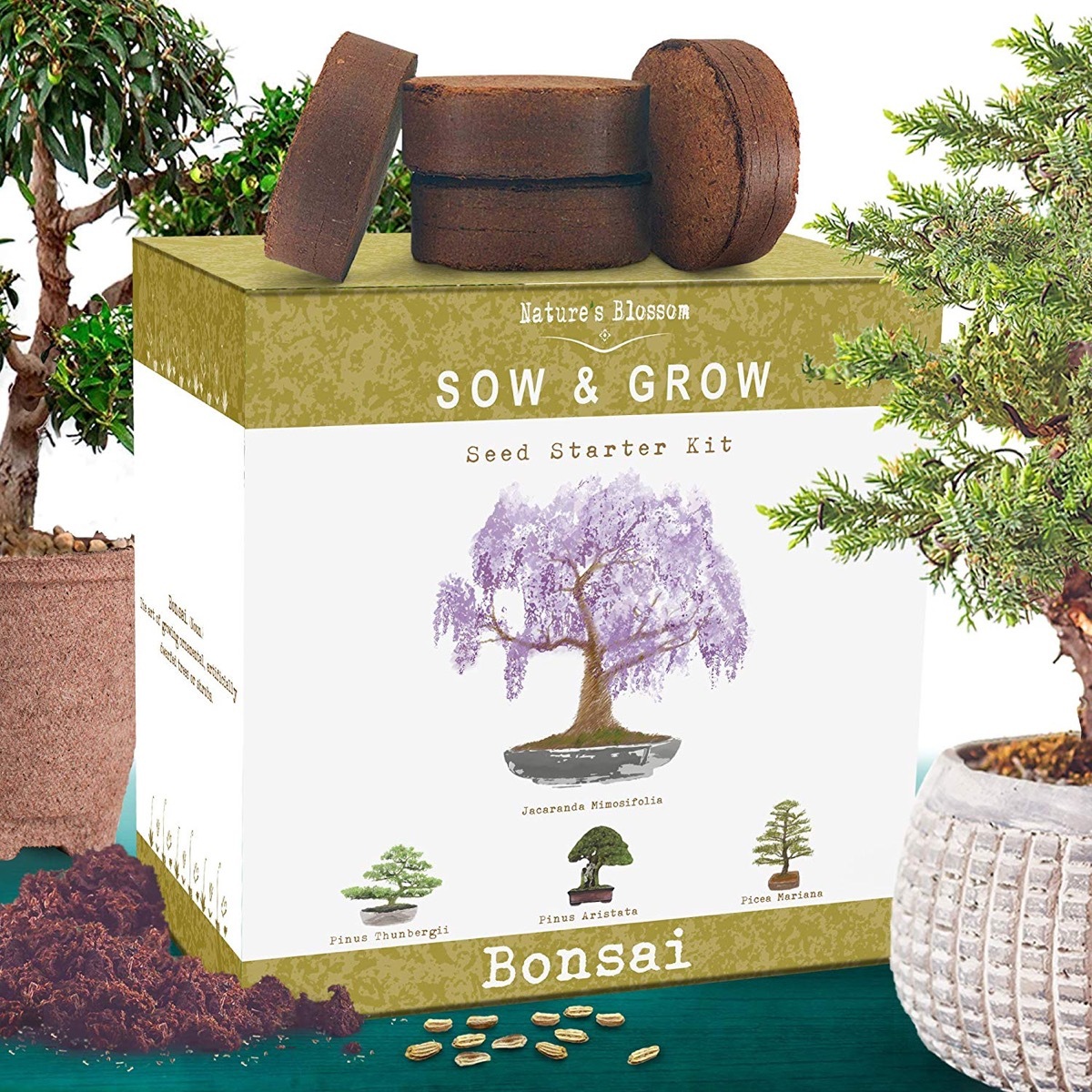 bonsai tree starter kit box with planting discs on top