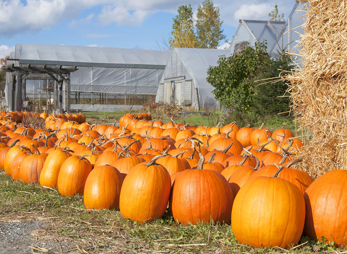 connecticut field pumpkin patch