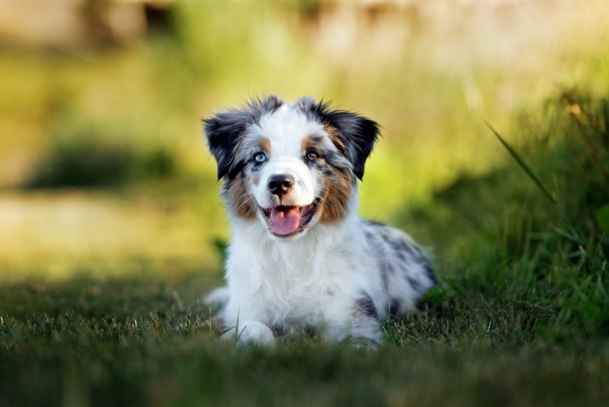 australian shepherd puppy