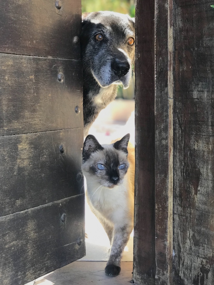 Old dog black with white hair on its face and its seamese cat looking outside through a small wooden door opening. Back lit by the sun looking out at the street waiting for their owner.