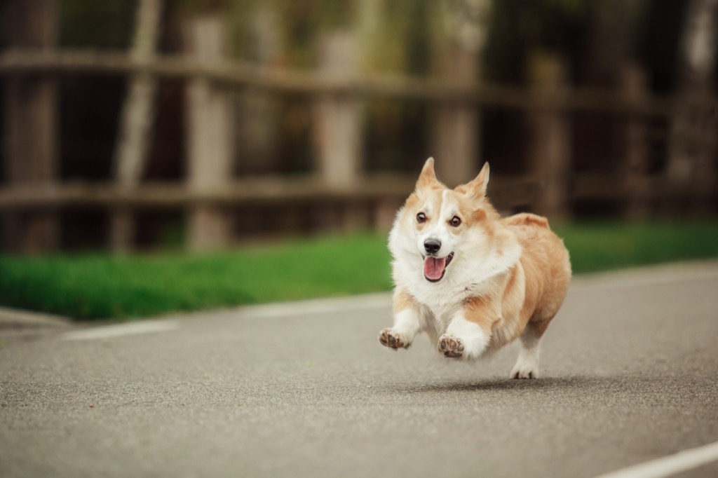 royal corgis