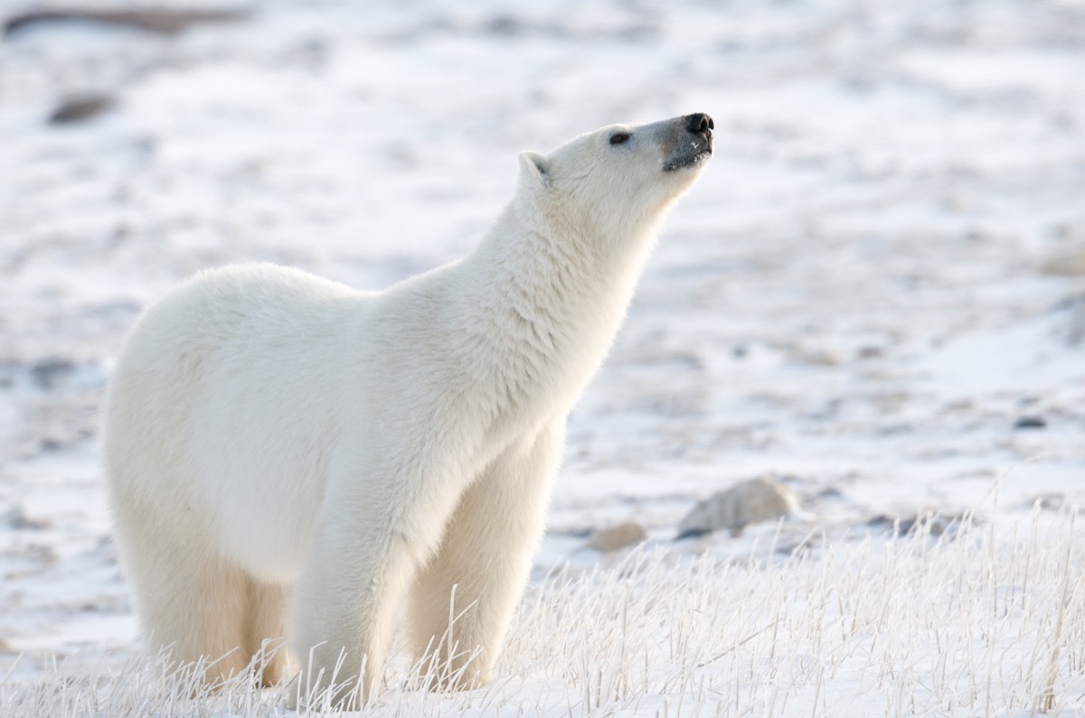 polar bear sniffing the air for its prey