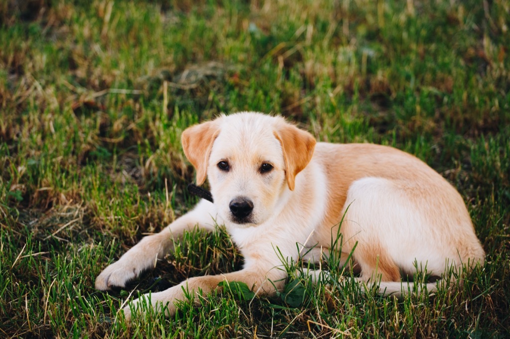 lab puppy lounging