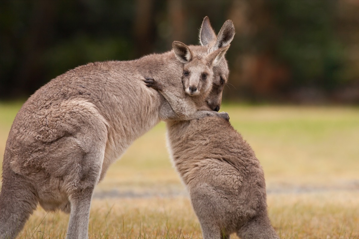 kangaroos hugging in a field