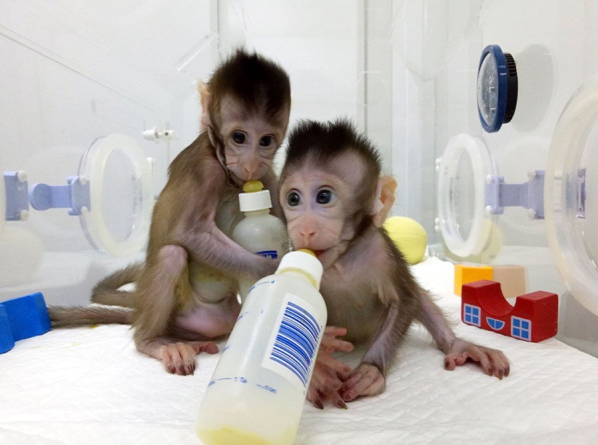 Cloned Chinese monkeys cutest animals discovered in 2018