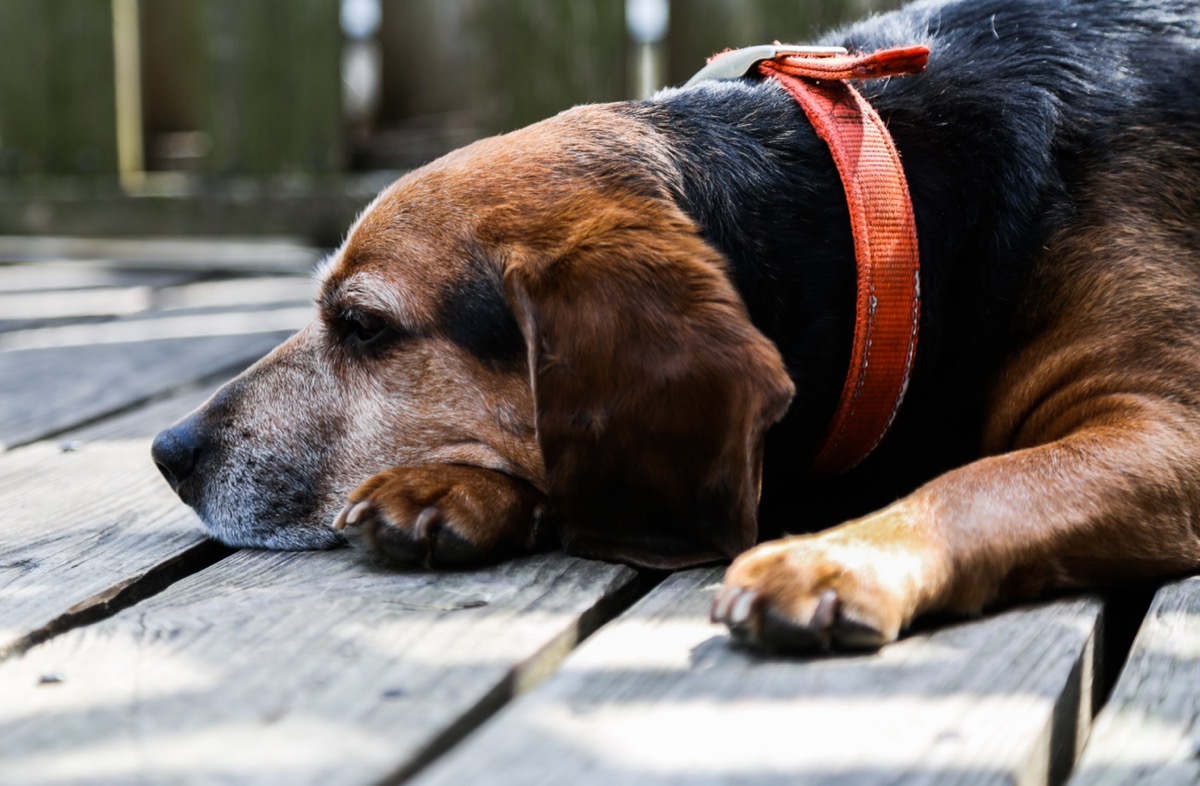 older beagle resting head