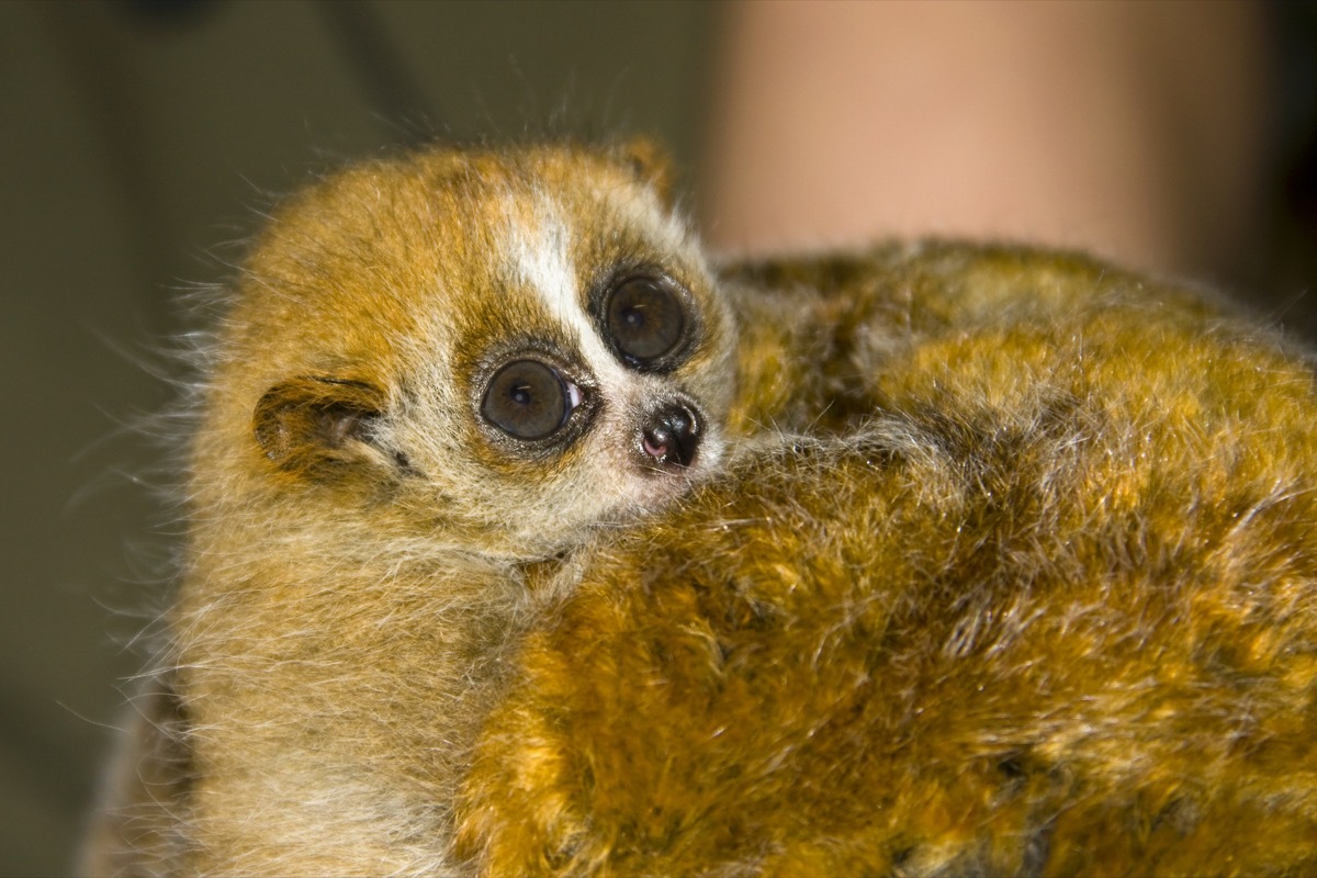 baby slow loris, deadly baby animals