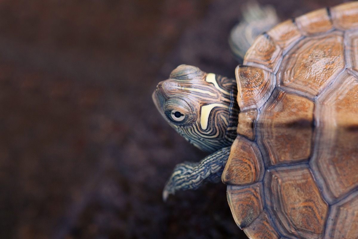 little turtle poking his head out