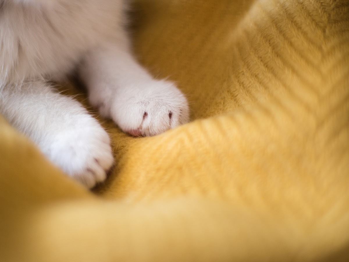 Bright white cat paws. Sleeping on yellow background