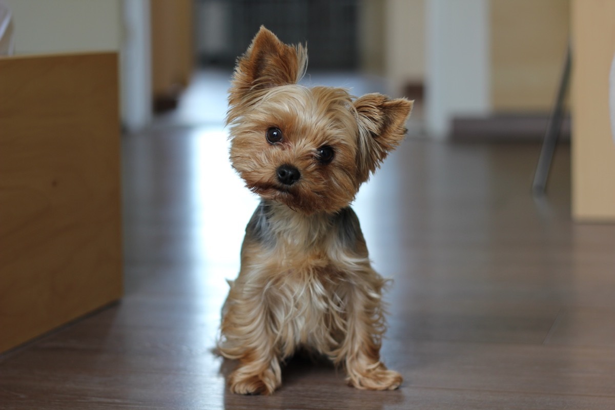 yorkshire terrier