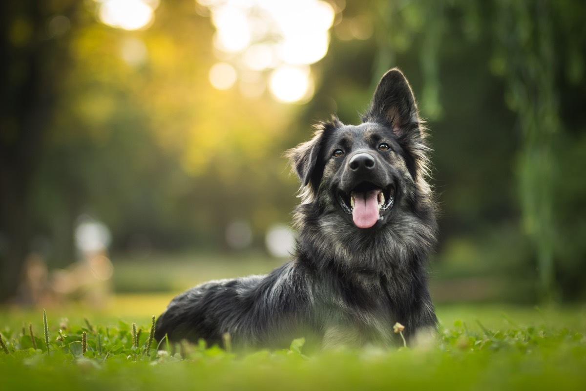 Dog laying in grass