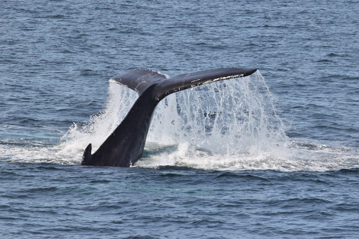 whale tail in water