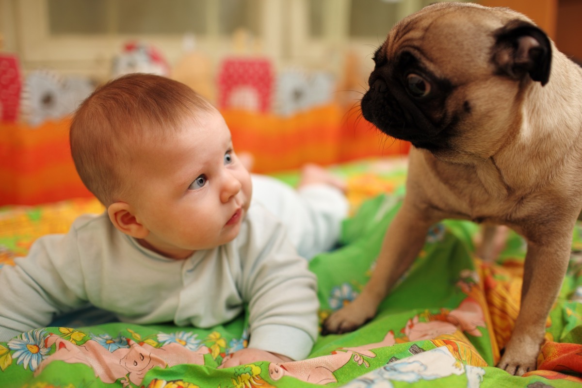 Baby and pug sharing an existential moment