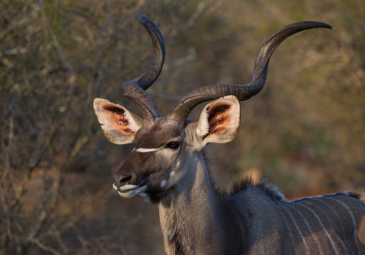 kudu in kruger national parl south africa, animal facts