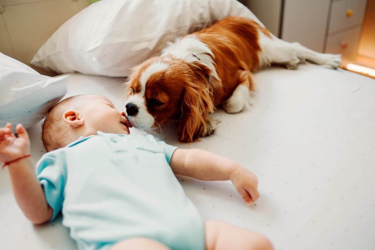 Dog giving baby good morning lick kiss