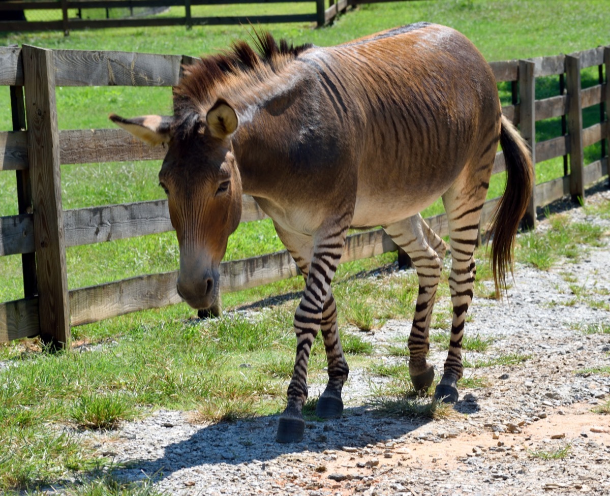 A hybrid zebra, donkey mix walking along a fence