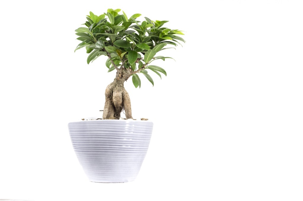 umbrella tree in a white pot