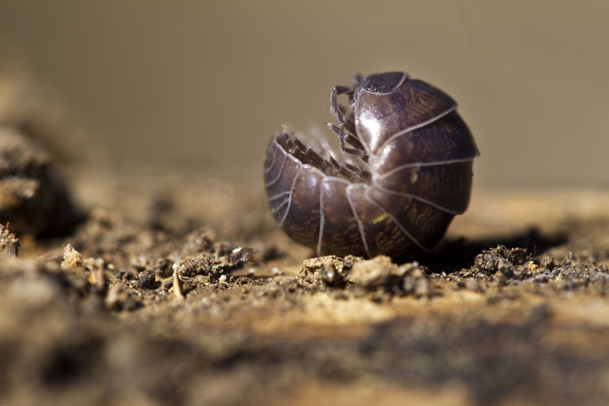 Roly poly pill bug