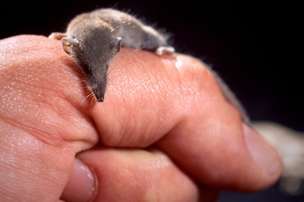 Etruscan Shrew Smallest Animals