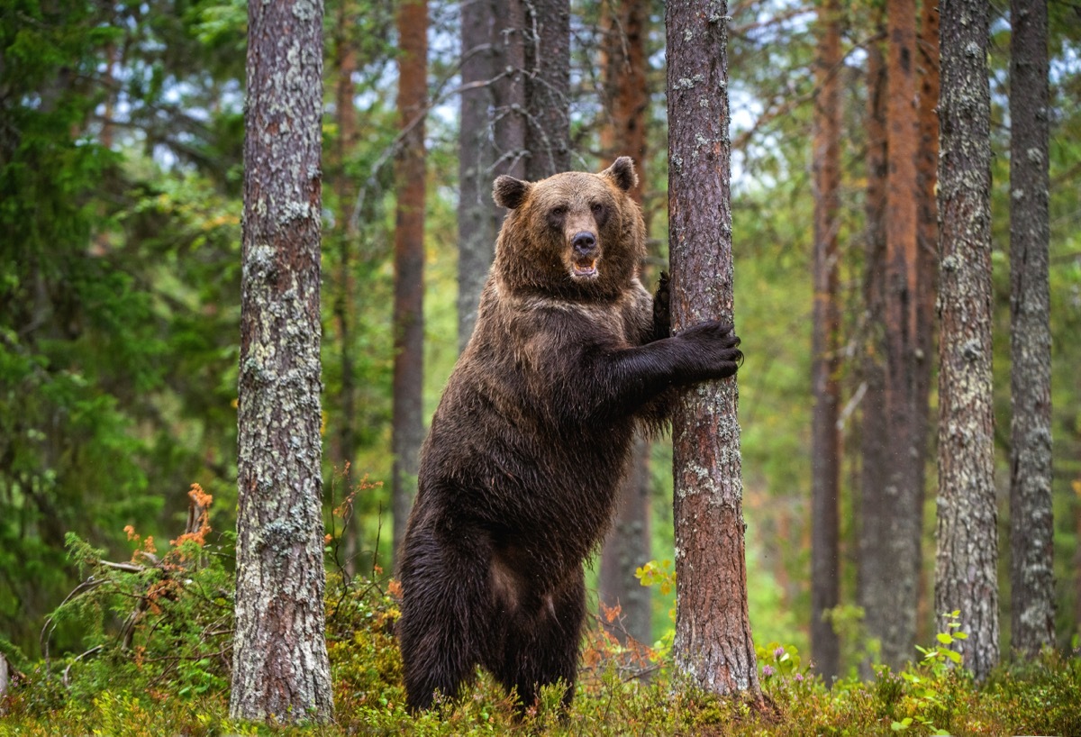 brown bear standing on its hind legs