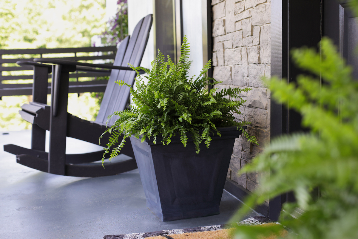 Boston ferns sitting on porch near front door way with rocking chair.