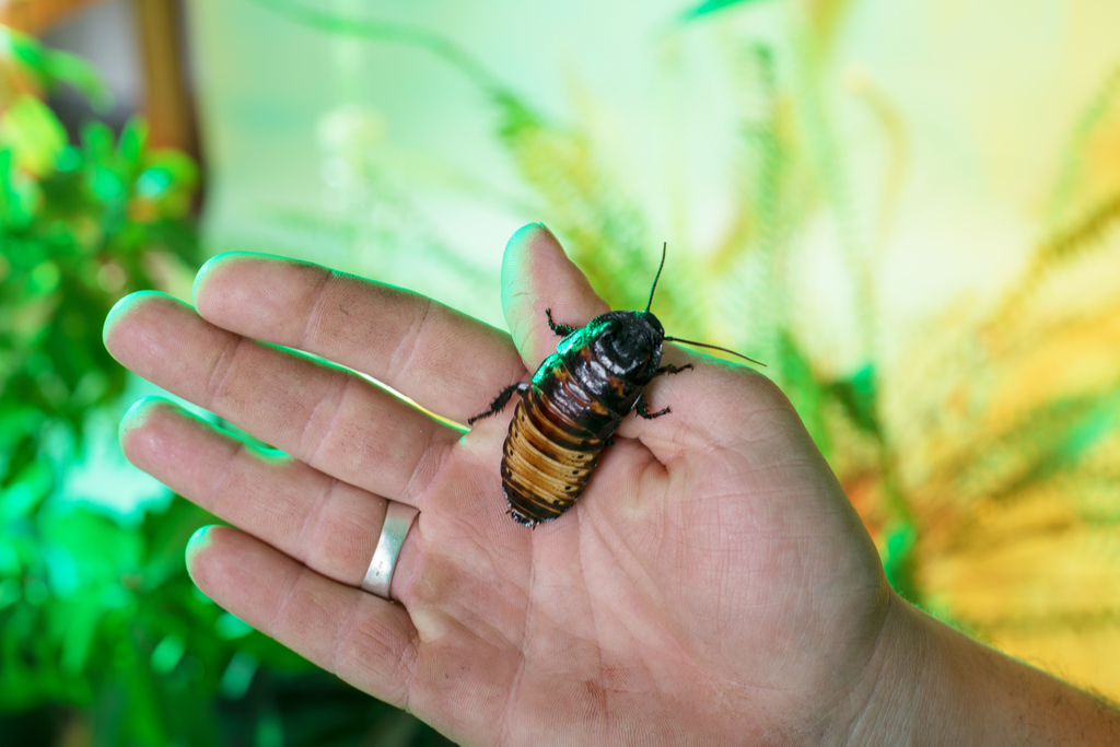 Madagascar Hissing Cockroaches Craziest Pets