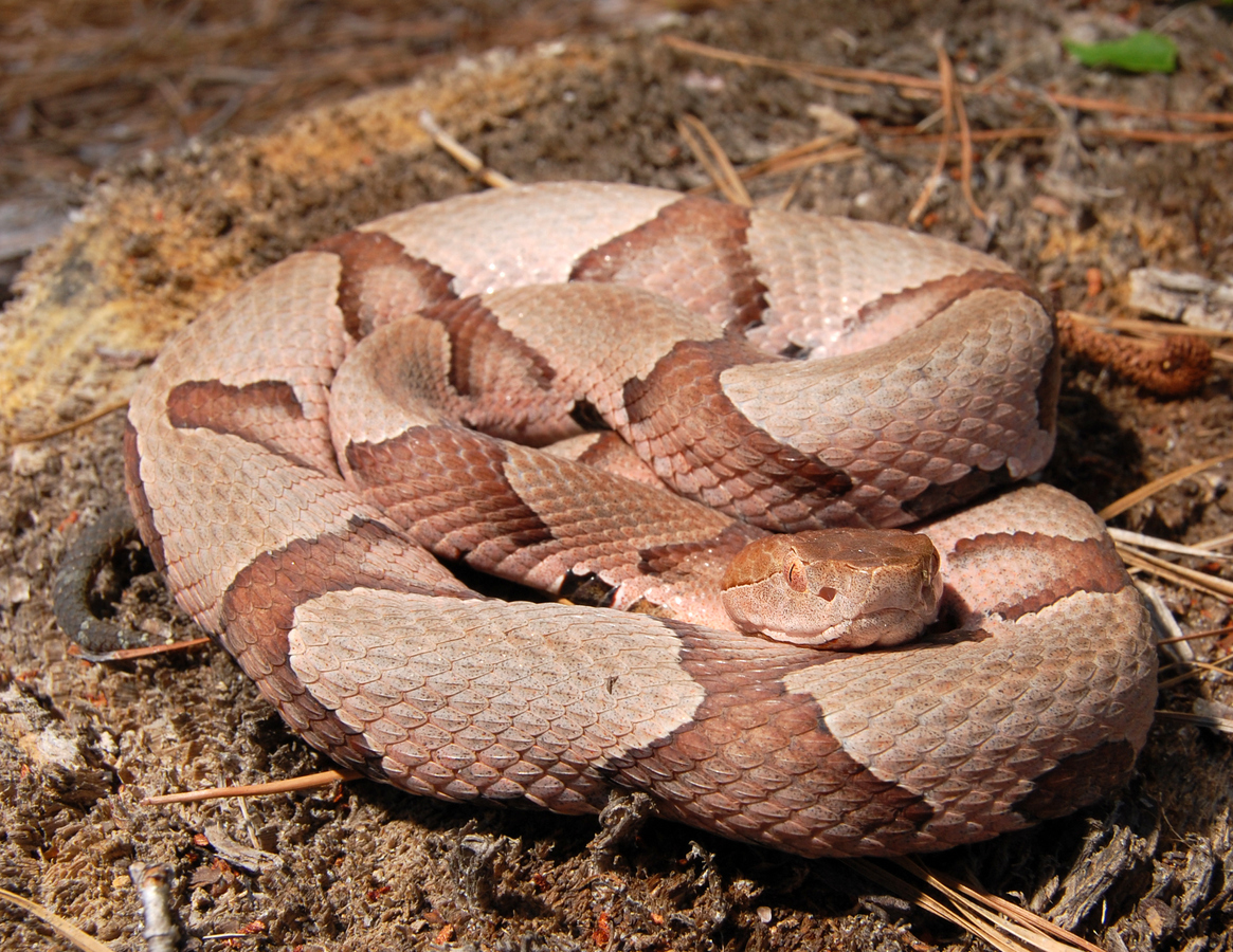 A copperhead snake coiled on the ground