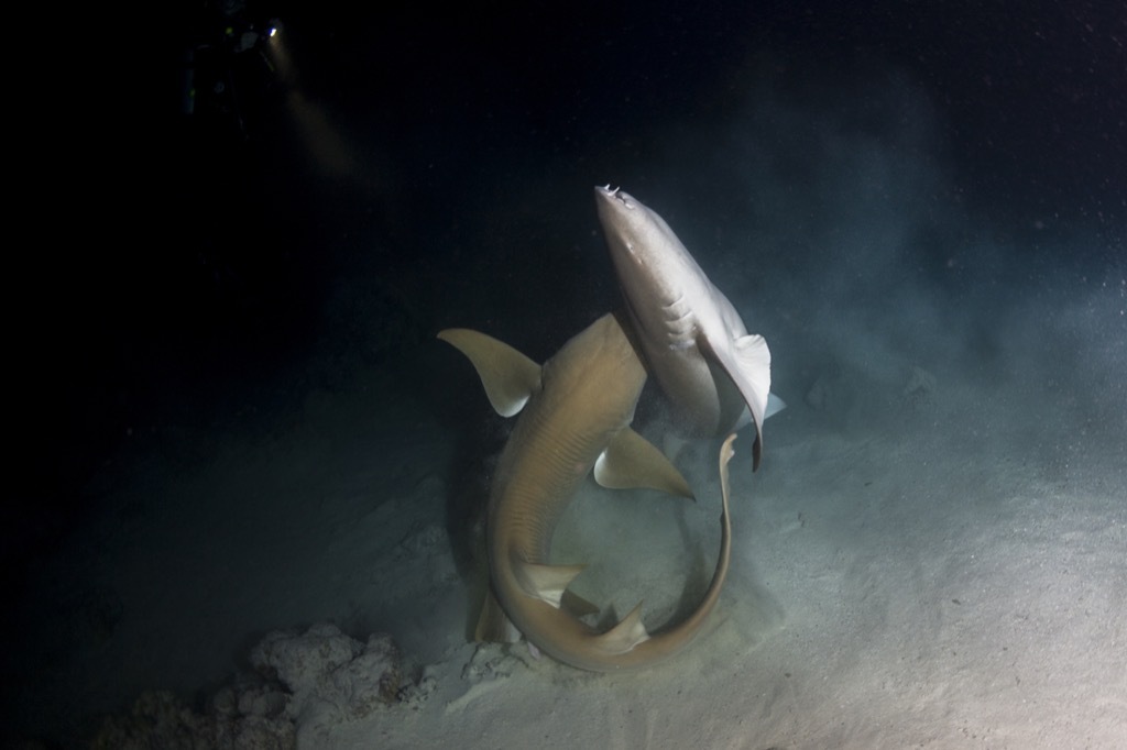 shark mating