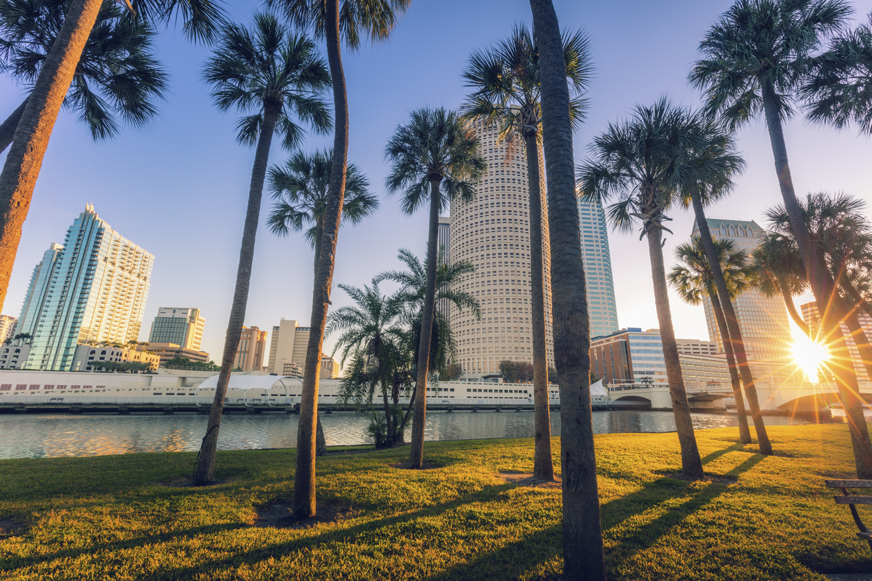 A close up of palm trees in downtown Tampa, Florida