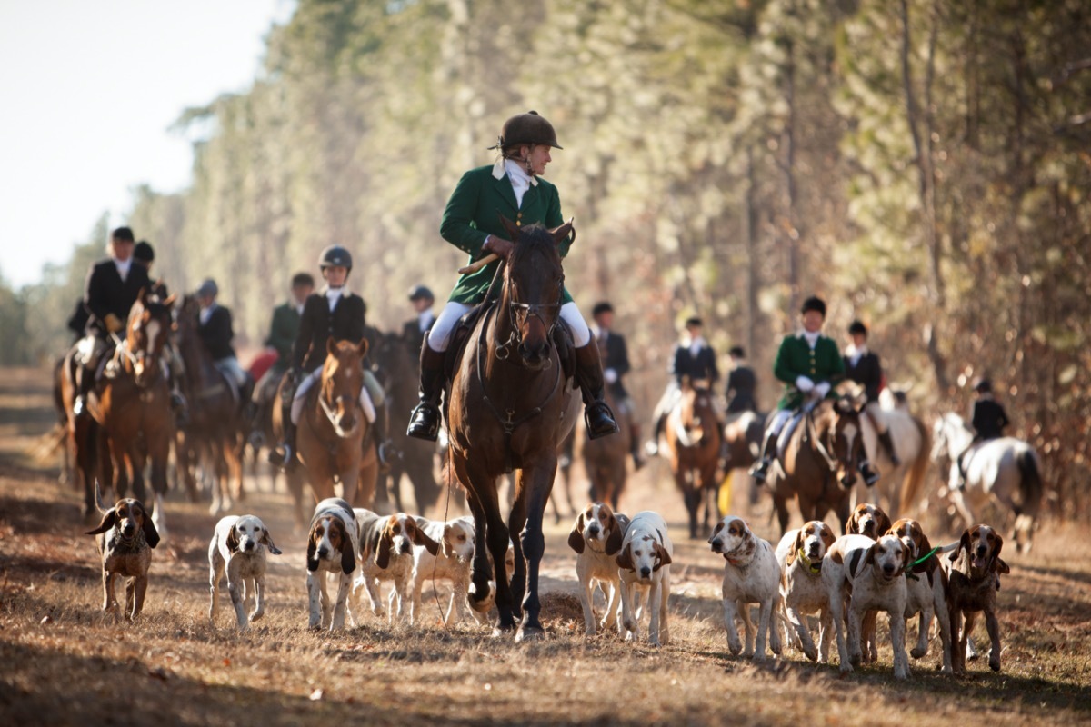 fox hunters and hounds in the woods