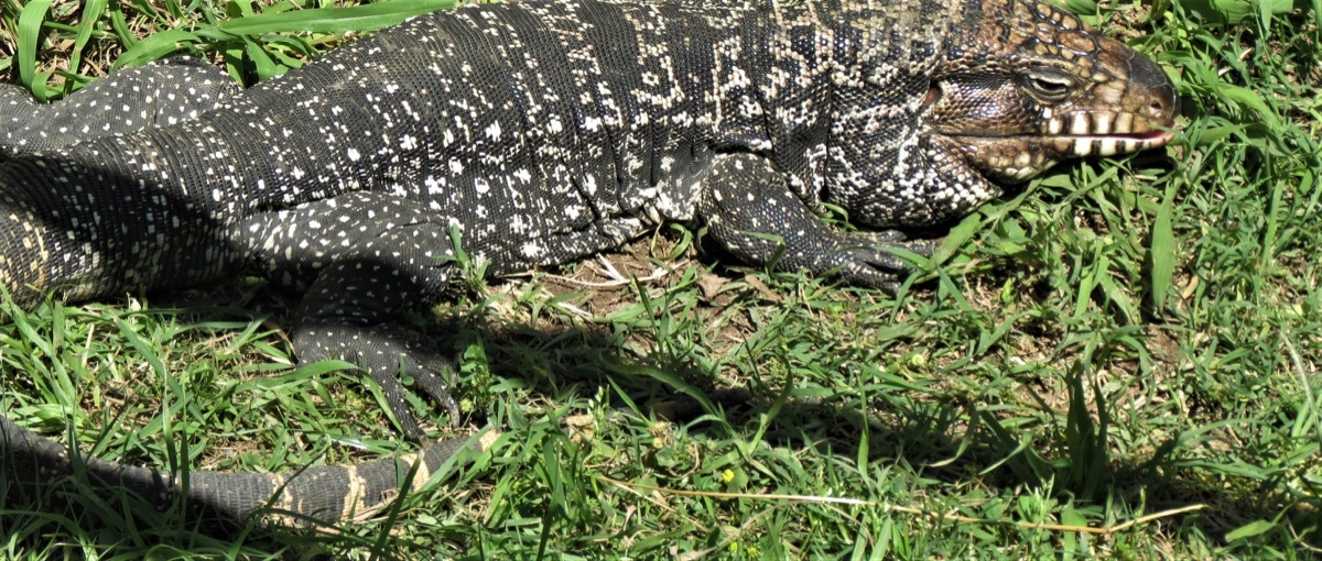 Argentine black-and-white tegu